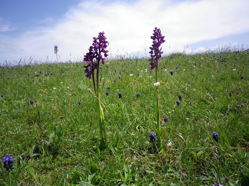 Anacamptis morio e Orchis mascula.